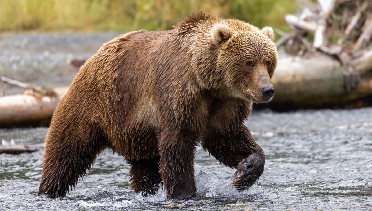 Brown bear walking in a river